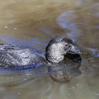 Musk Duck